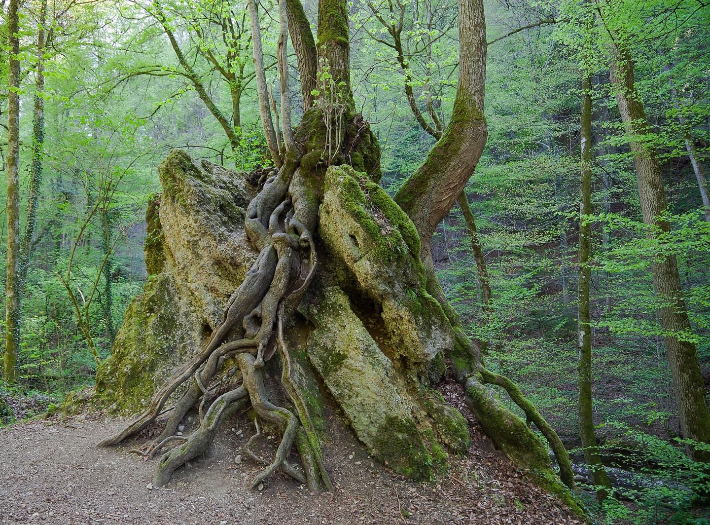Baum mit freiliegenden Wurzeln im Kiental zwischen Herrsching und Andechs
