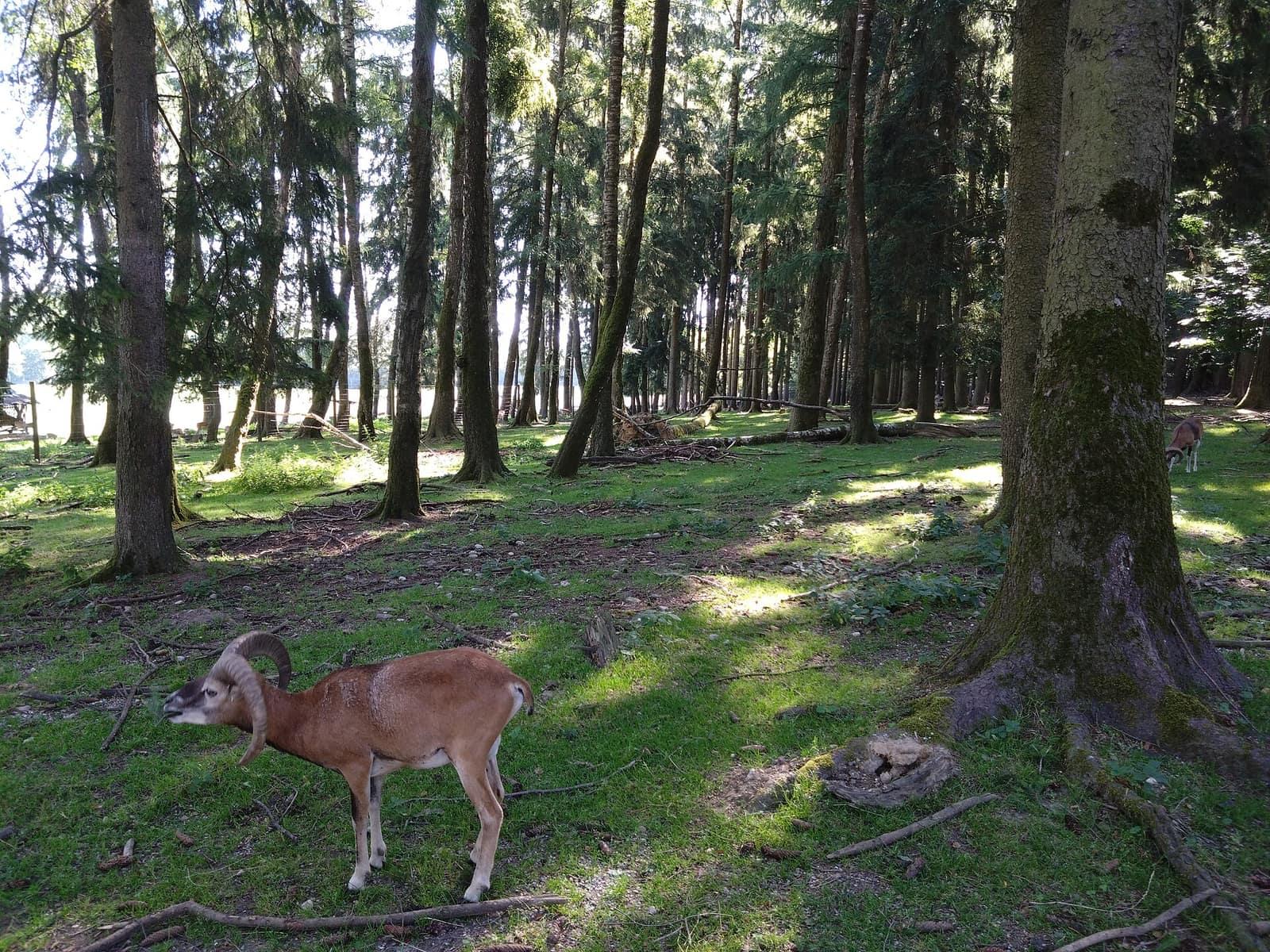 Wildgehege im Wildpark Poing